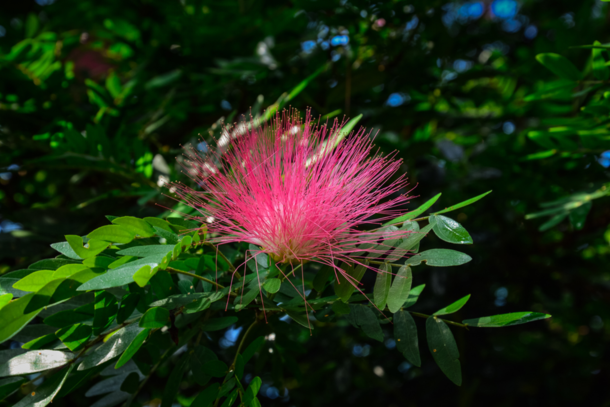 Pink Powderpuff Calliandra surinamensis 
