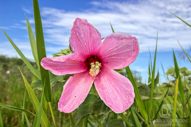 Pink swamp hibiscus Hibiscus grandiflorus in situ 