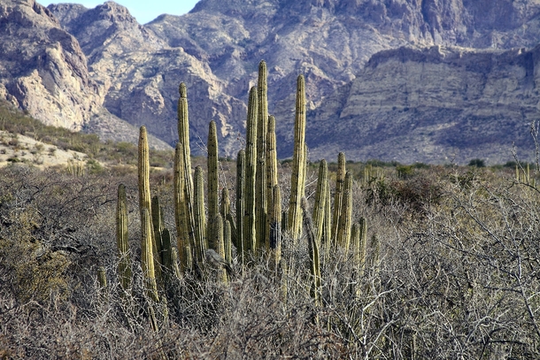 Pitaya at San Carlos Sonora Mexico 