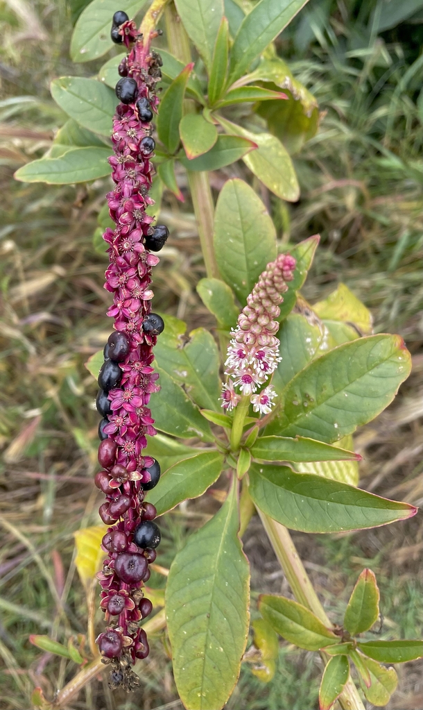Pokeweed I think Phytolacca icosandra at various flowering and fruiting stages
