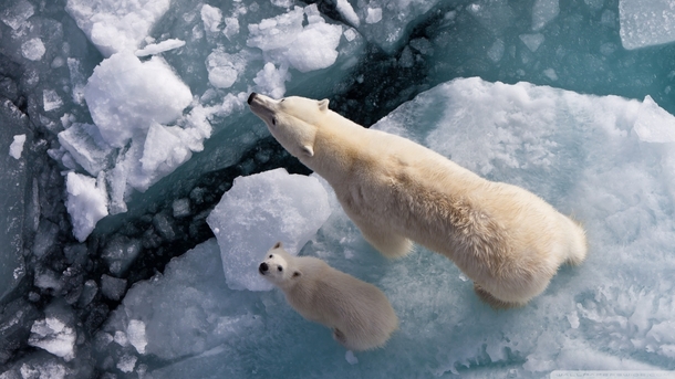 Polar Bear and cub