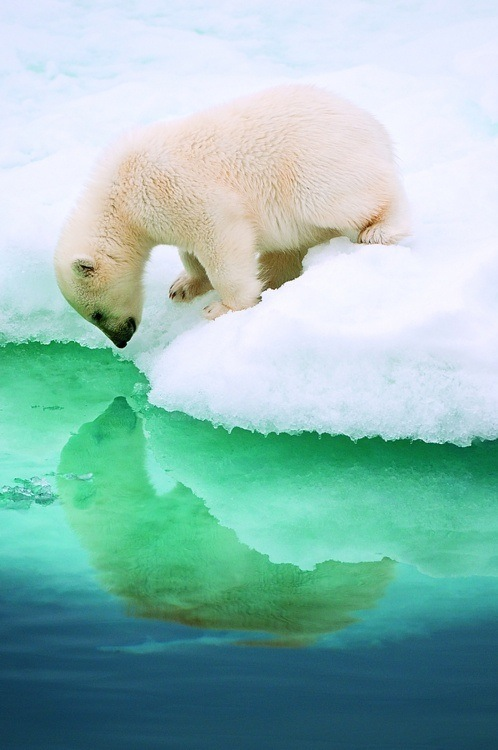 Polar bear looking at his reflection x-post from rawwducational 