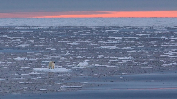 Polar bear stranded on Norways Svalbard Archipelago by Marco Gaiotti 