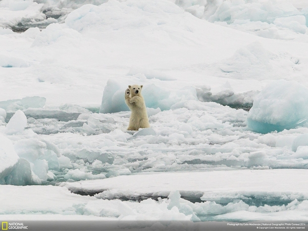 Polar bear Ursus maritimus doing the Macarena 