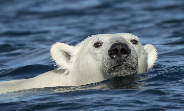Polar bear Ursus maritimus swimming near Karl-Alexander Island Franz Josef Land Russia 