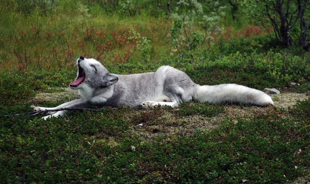 Polar fox yawning 
