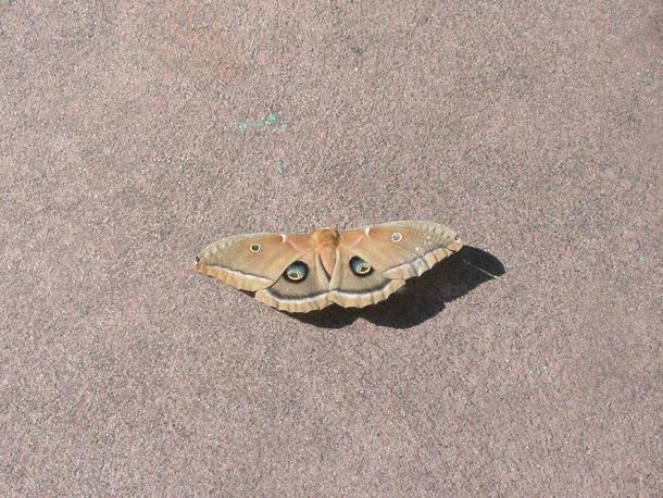 Polyphemus Moth aka The Brown Moth 