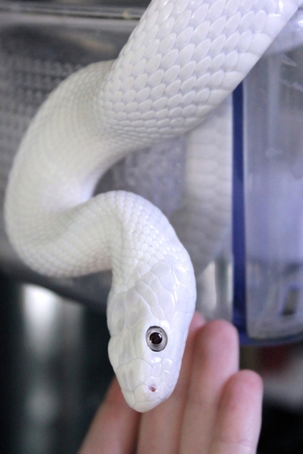 Porcelain snake Albino Corn snakePantherophis guttatus guttatus 