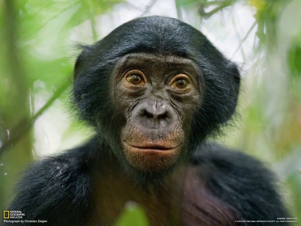 Portrait of a Bonobo Pan paniscus courtesy of National Geographic Remarkably human  