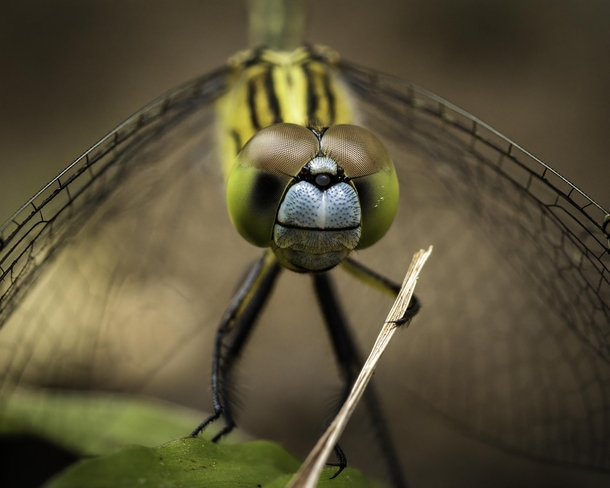 Portrait of a chalky percher dragonfly