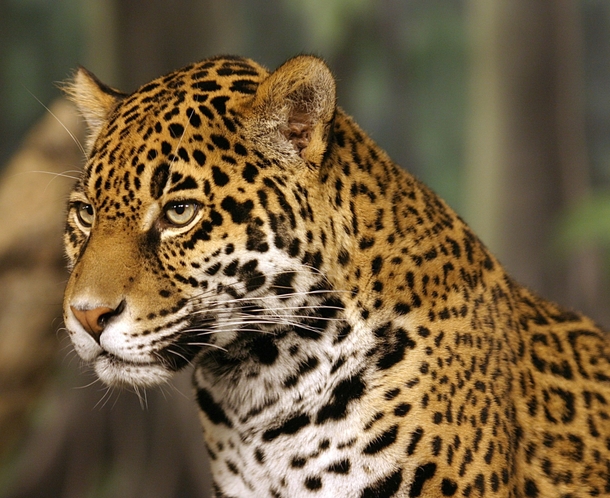 Portrait of a jaguar 