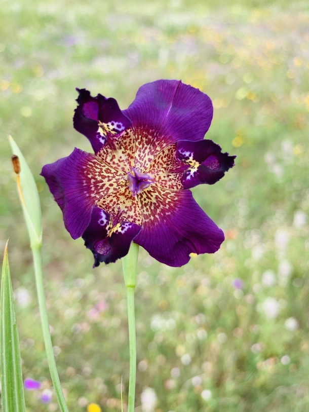 Prairie iris Alophia drummondii found in South Texas