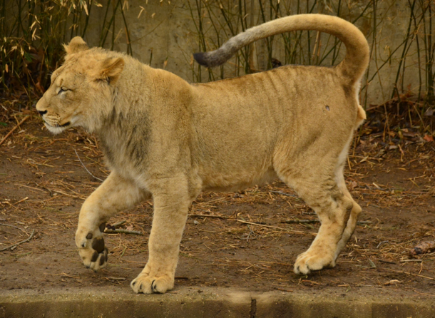 Prancing Queen Lion - Panthera leo 