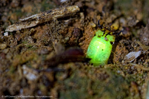 Predatory Glow Worm 