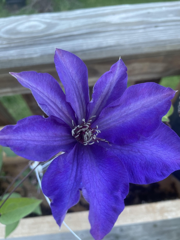 President Clematis Almost died from neglect indoors but clearly its very happy now 