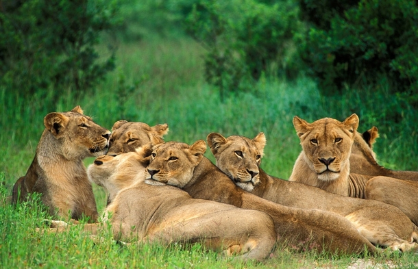 Pride of lions in Hwange National Park Panthera leo bleyenberghi 