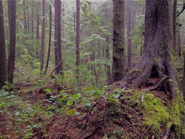 Primeval Forest in the Pacific Northwest 