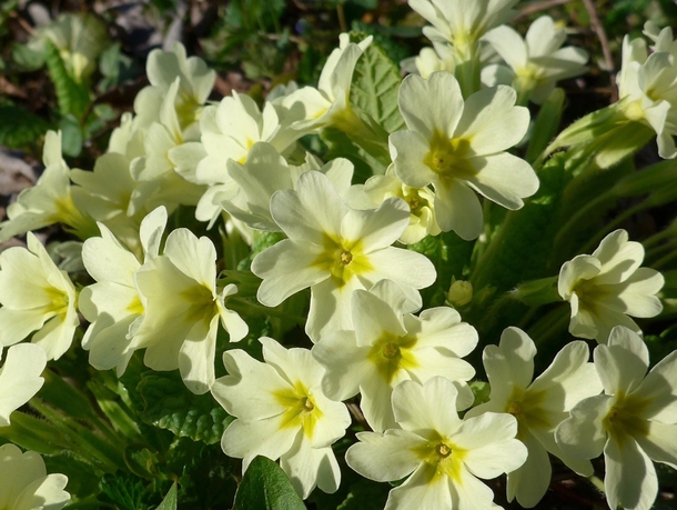 Primroses - Primula vulgaris - Veneto Italy 