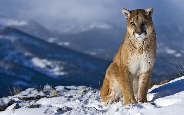 Puma cougar mountain lion Puma concolor 