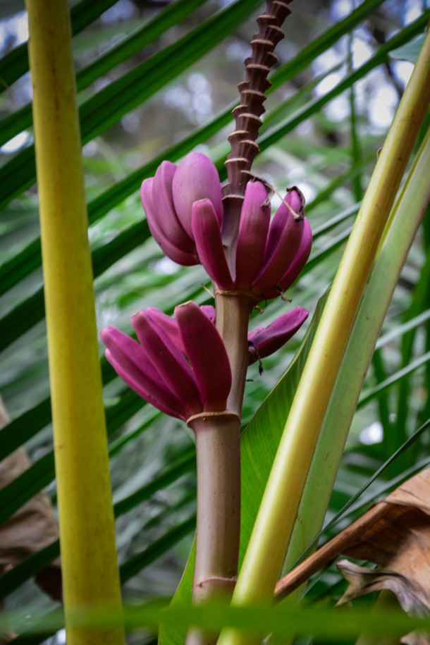 Purple Banana Musa ornata 