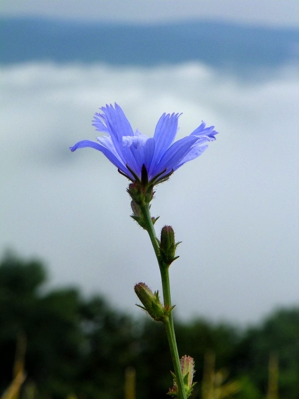Purple flower with the Blue Ridge Mountains in the background taken along the Blue Ridge Parkway June  