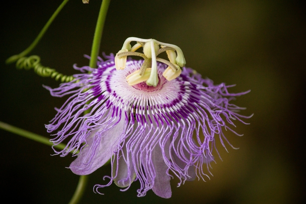 Purple passionflower Passiflora incarnata in Mississippi  File this under plants I want to pet 