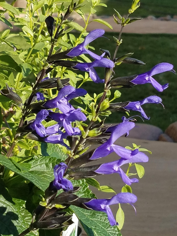 Purple Salvia - love the vibrant colors and so do the hummingbirds Tucson Az