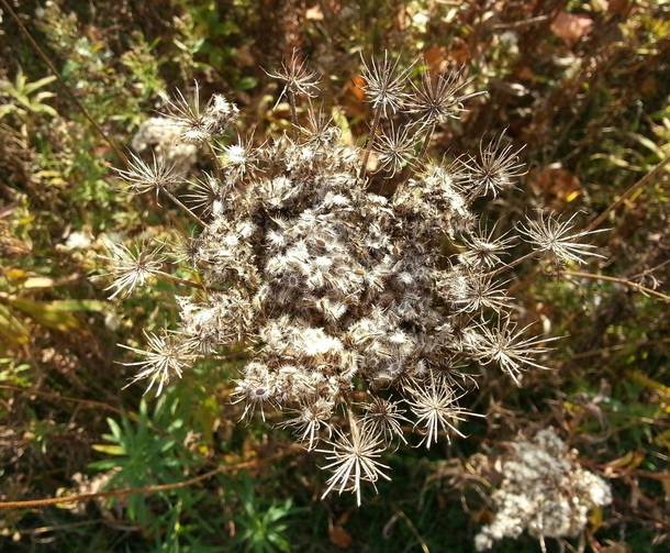 Queen Annes Lace Gone to Seed 