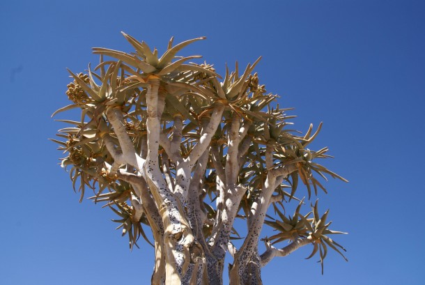 Quiver Tree Aloe Dichotoma Namibia 