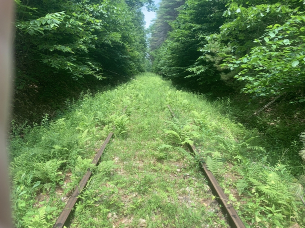 Rail line overgrown in only  years