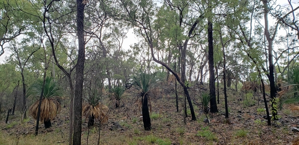 Rain nourishes the trees and cycads whose trunks are blackened by past fires Carnarvon Gorge Queensland 