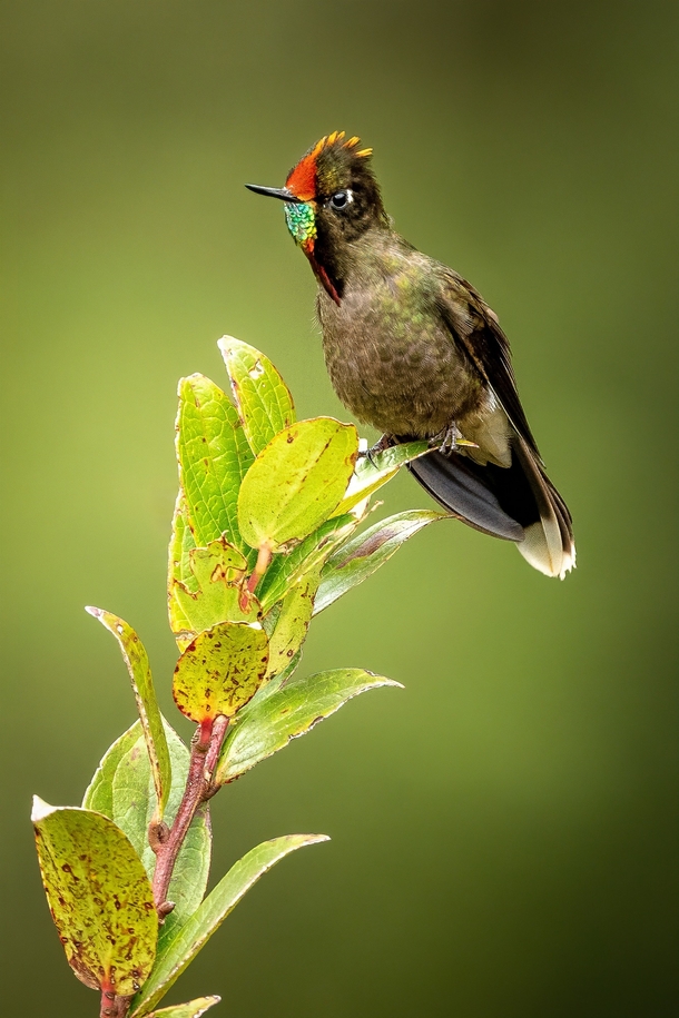 Rainbow-bearded Thornbill Hummingbird 