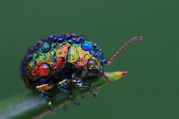Rainbow ladybug with dew  