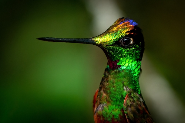 Rainbow Starfrontlet Hummingbird 
