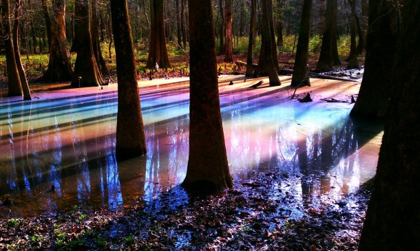 Rainbow-tinted swamp puddle in Congaree National Park  repost from rcampingandhiking