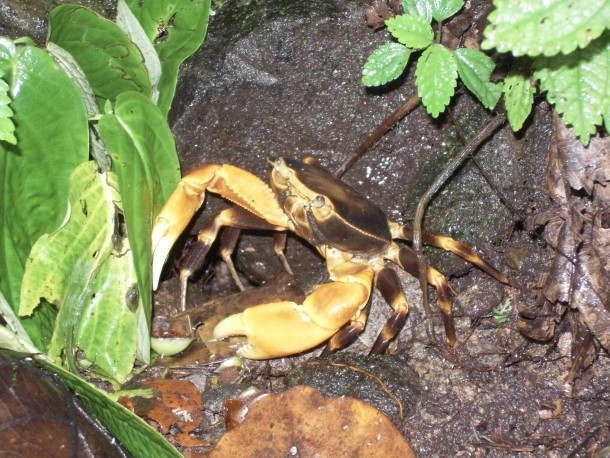 Rainforest Crab - Dominica 