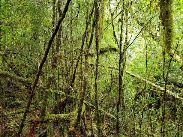 Rainforest Gordon River Tasmania 