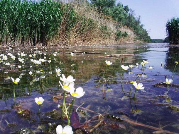 Ranunculus circinatus flowers in a Danube oxbow Hungary 