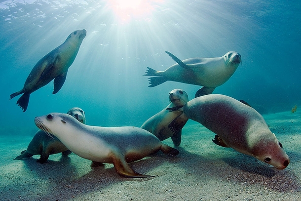 Rare and endangered Australian sea lions play in the shallow waters of Hopkins Island South Australia Photo by Michael Patrick ONeill 