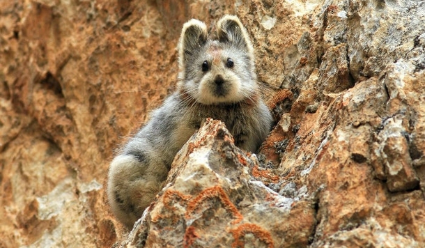 Rare Ili Pika Ochotona iliensis Photographed for the First Time in  Years 