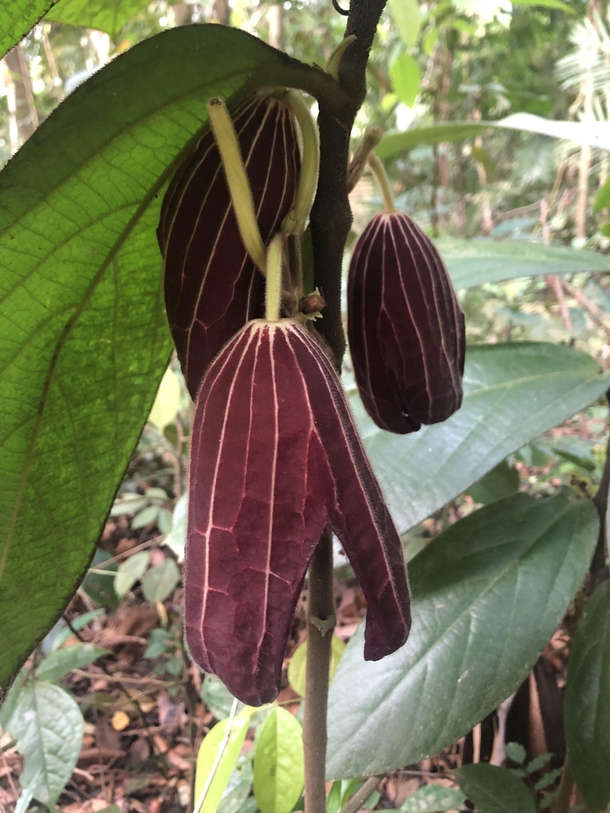 Rare jungle blooms Purple thottea Thottea grandiflora 