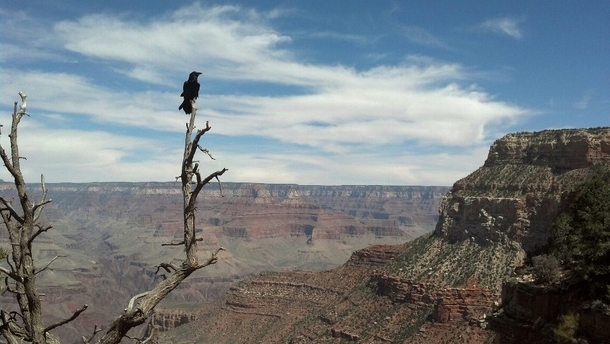 Raven Overlooking Grand Canyon 
