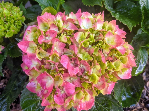 Recent planted a hydrangea in my back yard and it is blooming now OC