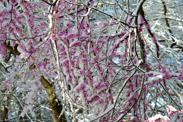 Red bud tree covered in snow in Michigan