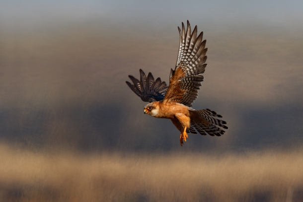 Red-footed Falcon on the hunt 