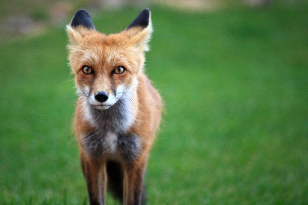 Red fox Breckenridge CO 