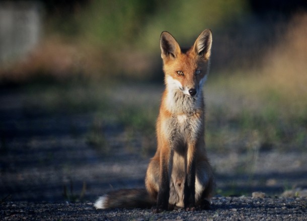 Red fox in Sweden 