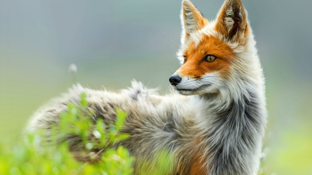 Red fox Vulpes vulpes by Ivan Kislov  x-post