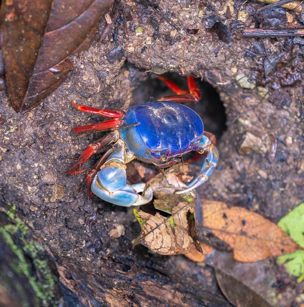 Red Land Crab in Manuel Antonio NP Costa Rica Gecarcinus quadratus 