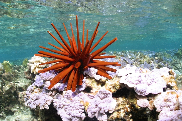Red pencil urchin     Papahnaumokukea Marine National Monument USA    Photographed by James Watt 